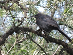 Melanotis caerulescens