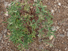 Lupinus latifolius