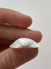 Arcidae