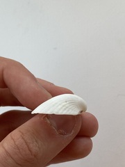 Arcidae