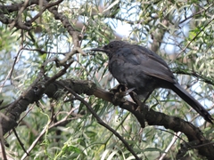 Melanotis caerulescens