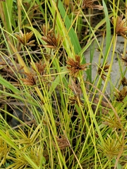Cyperus niger