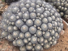 Copiapoa dealbata