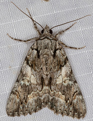 Catocala verrilliana