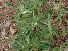 Lupinus latifolius