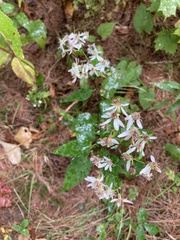 Eurybia divaricata