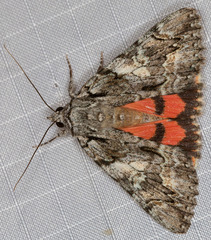 Catocala verrilliana