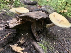 Hemipholiota populnea