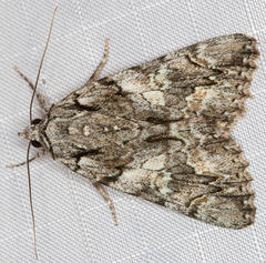 Catocala verrilliana