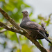 Plumbeous Pigeon - Photo (c) Cláudio Dias Timm, some rights reserved (CC BY-NC-SA)