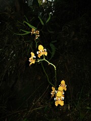 Cyrtochilum