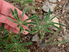Lupinus latifolius