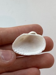 Arcidae