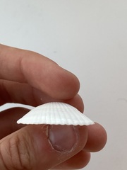 Arcidae