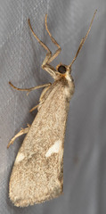 Cisthene liberomacula