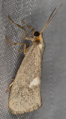 Cisthene liberomacula