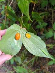 Prosartes smithii