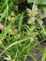 Cyperus niger
