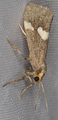 Cisthene liberomacula