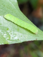 Euplexia benesimilis