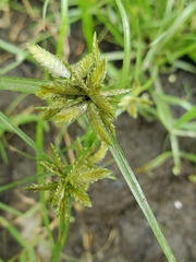 Cyperus niger