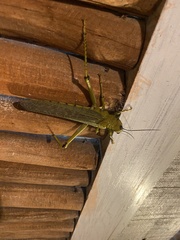 Tropidacris cristata