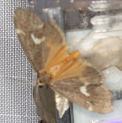 Cisthene liberomacula