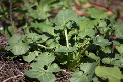 Barbarea vulgaris