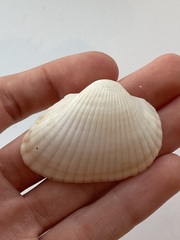 Arcidae