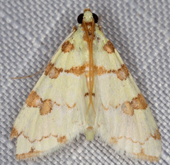 Conchylodes octonalis