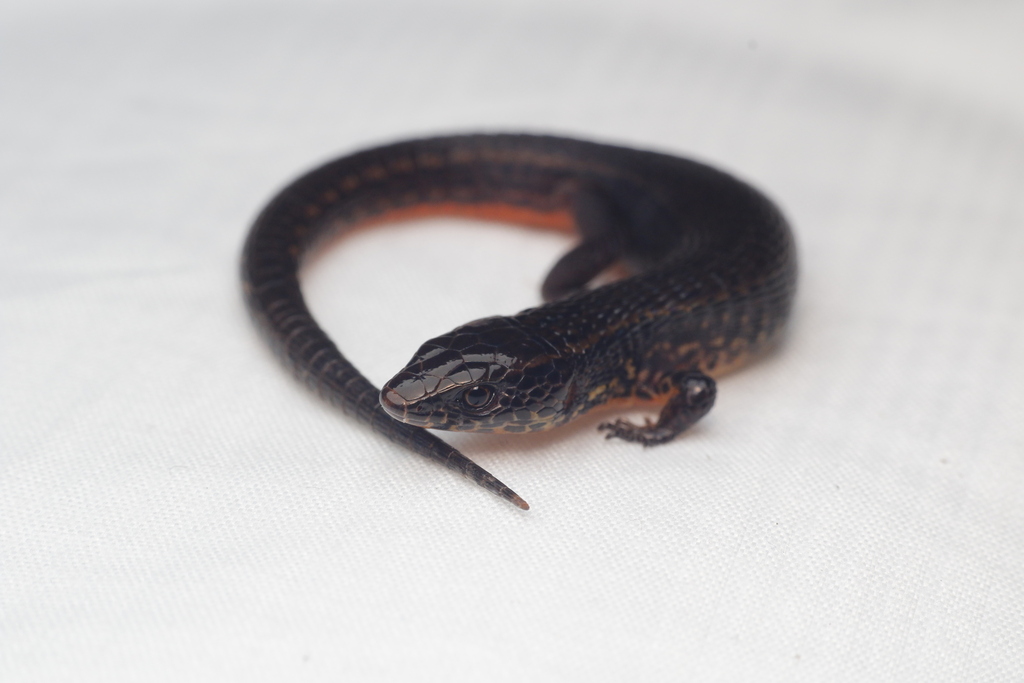 Peracca's Largescale Lizard