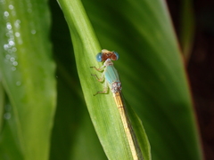 Ceriagrion indochinense