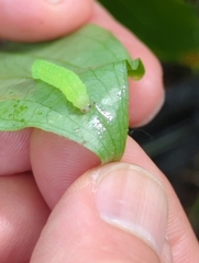 Euplexia benesimilis