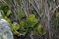 Hoya australis australis