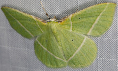 Dichorda illustraria