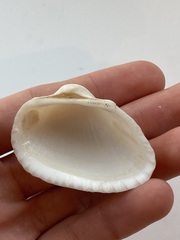 Arcidae