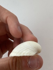 Arcidae