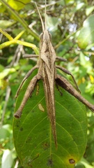 Xyleus discoideus rosulentus