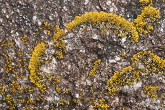 Polycauliona verruculifera