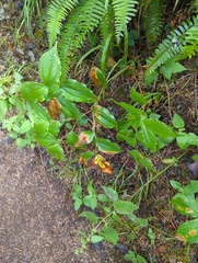 Prosartes smithii