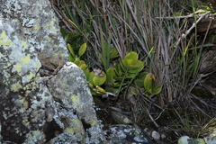 Hoya australis australis