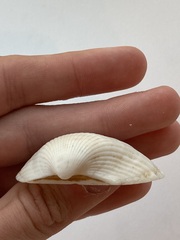 Arcidae