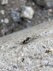 Bagrada hilaris