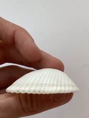 Arcidae