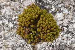 Plenogemma phyllantha