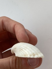 Arcidae