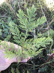 Tanacetum bipinnatum