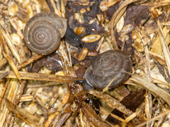 Triodopsis hopetonensis