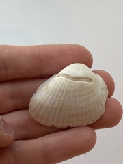 Arcidae