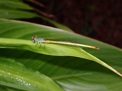 Ceriagrion indochinense